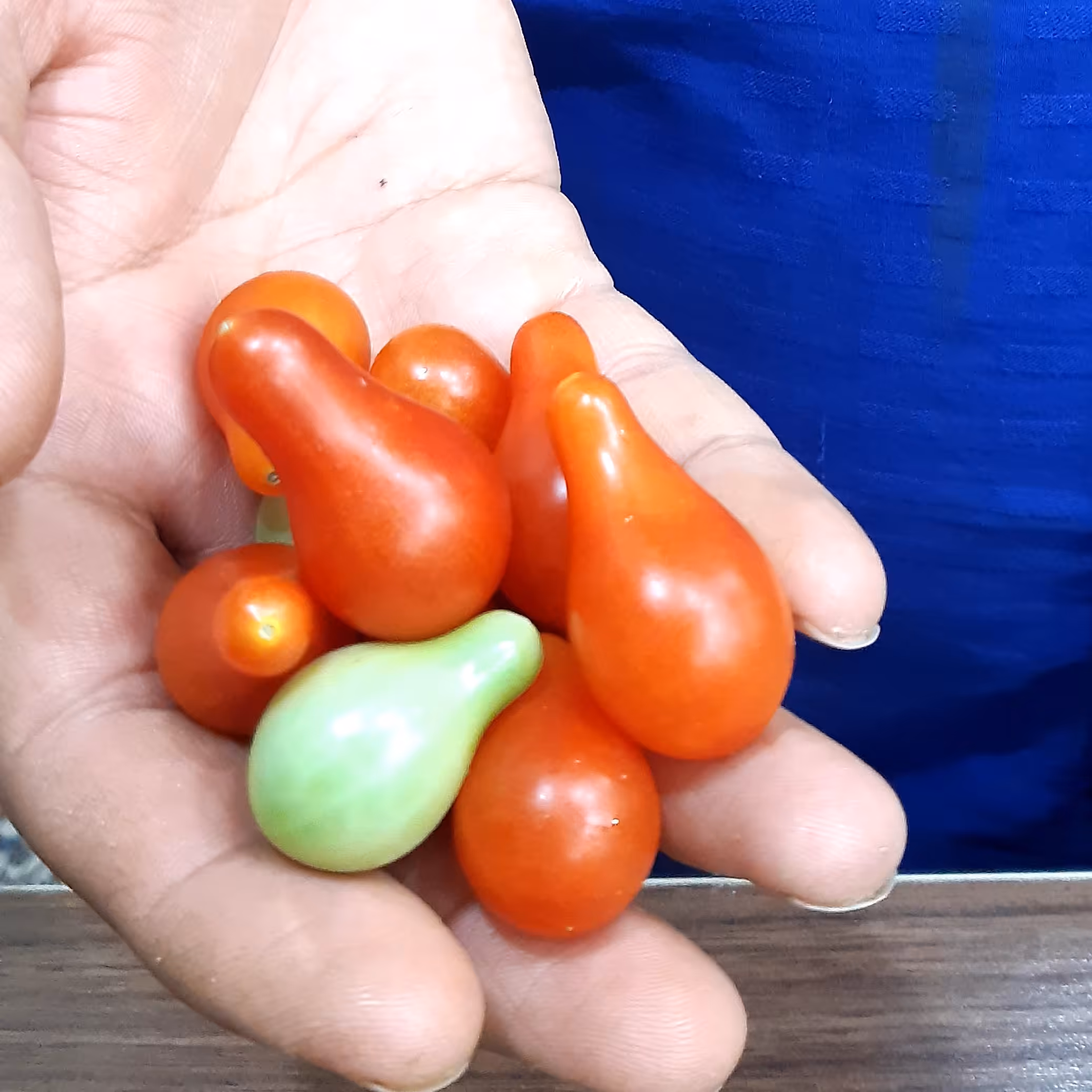 بذر گوجه گلابی قرمز درختی
