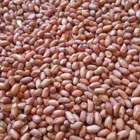 بادام زمینی دو آتیشه ممتاز آستانه اشرفیه بسته بندی 500 گرمی 