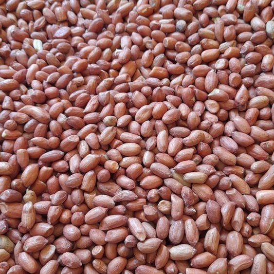 بادام زمینی دو آتیشه ممتاز آستانه اشرفیه بسته بندی 500 گرمی 