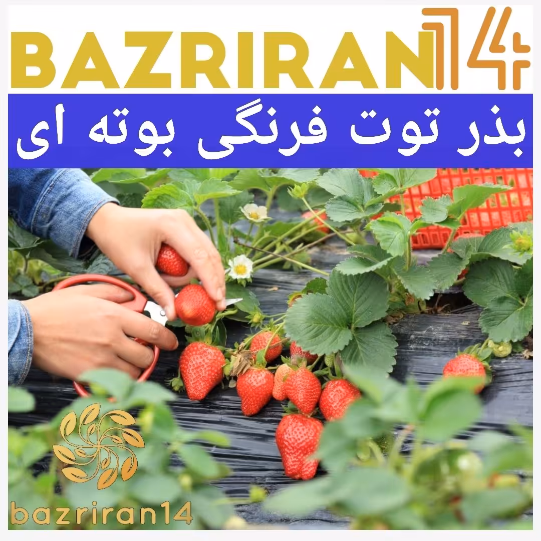 بذر آماده کشت توت فرنگی 25عددی