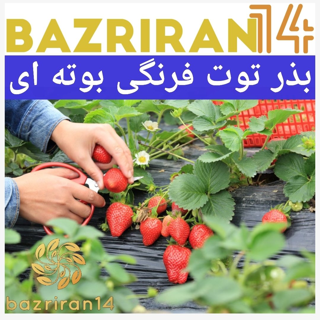 بذر آماده کشت توت فرنگی 25عددی