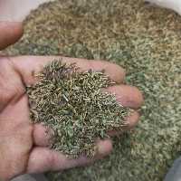 زیره سبز یا کرابیه - 1 کیلوگرم ارسال رایگان 