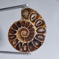 سنگ فسیل آمونیت اصل 5920