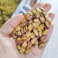 تخمه هندوانه محبوبی دوآتیشه تازه خوشطعم (یک کیلو)