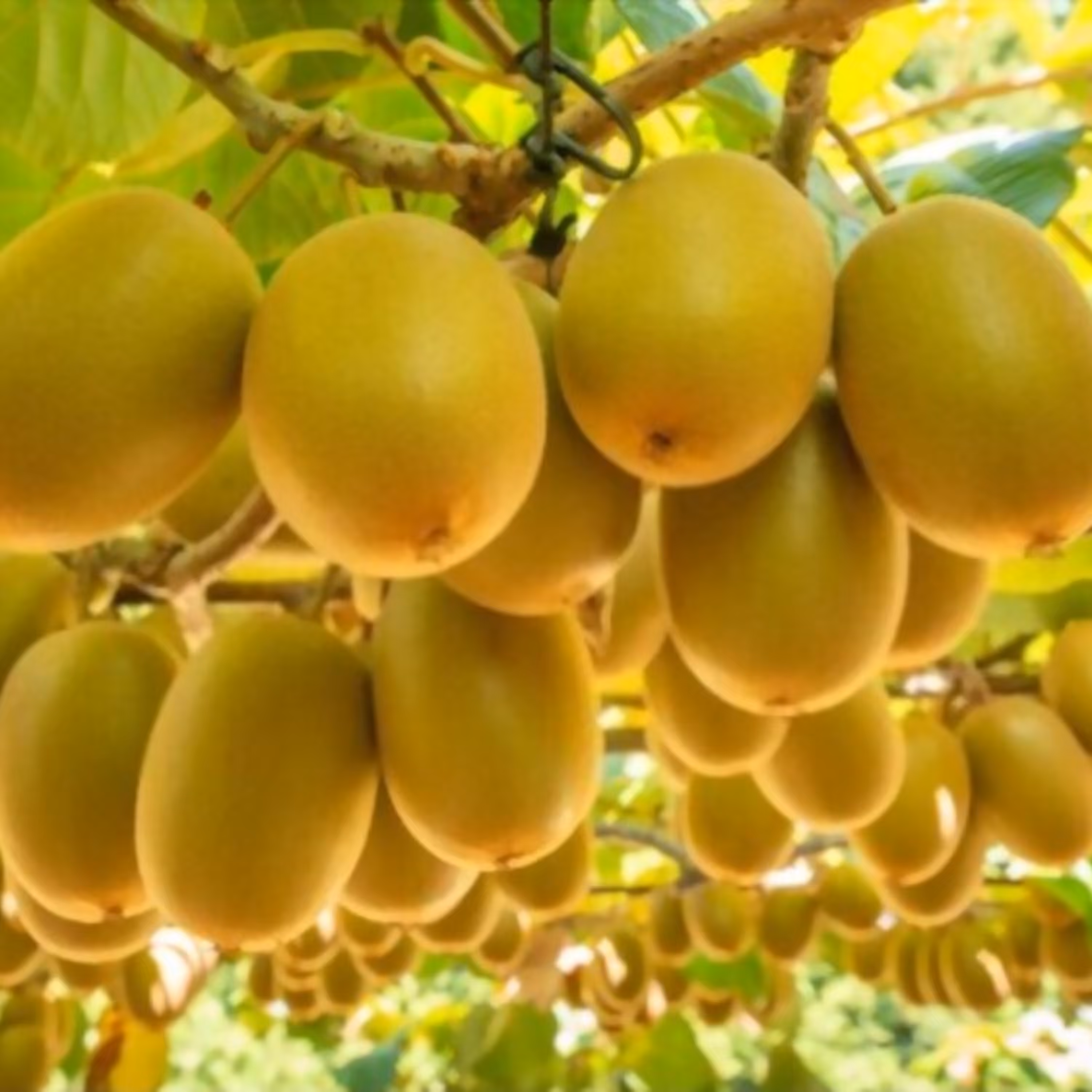 بذر درخت کیوی