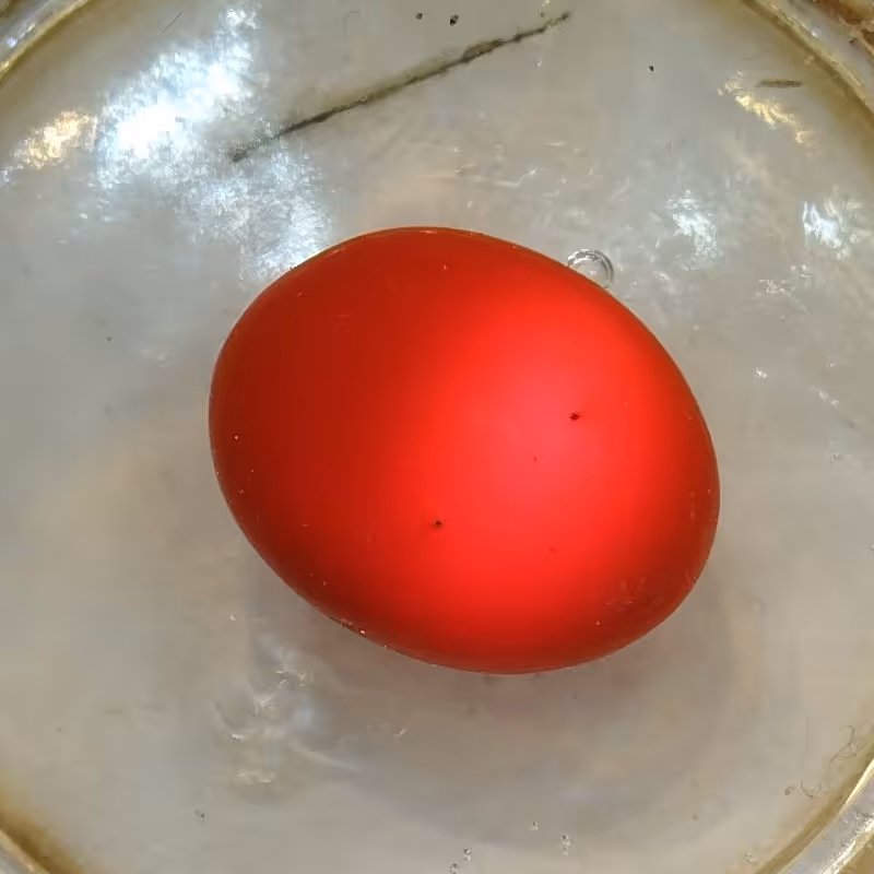 سنگ مرجان دریایی اصلی نور دار 