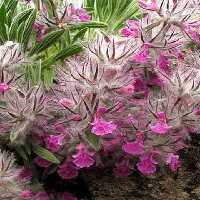 چای کوهی 250 گرمی