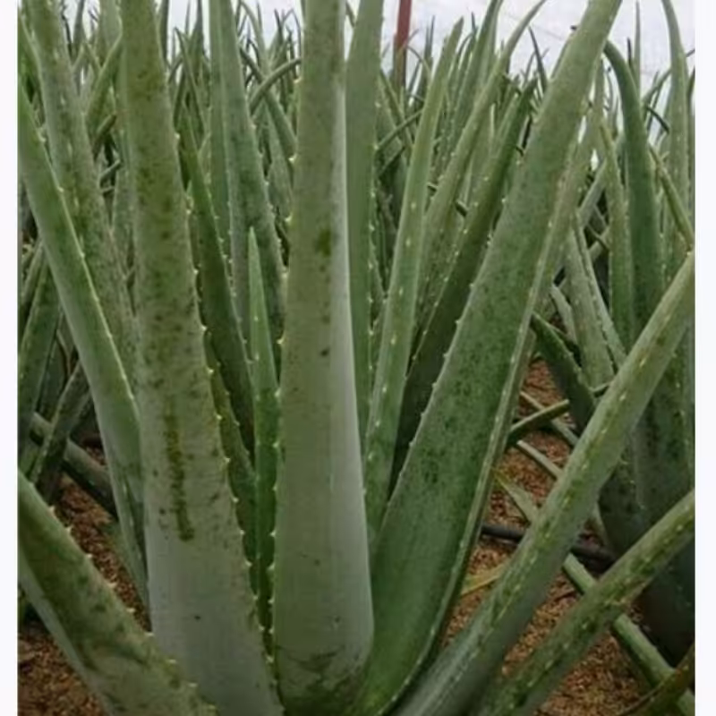 برگ آلوئه ورا مناسب پوست و مو 