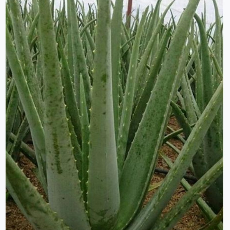 برگ آلوئه ورا مناسب پوست و مو