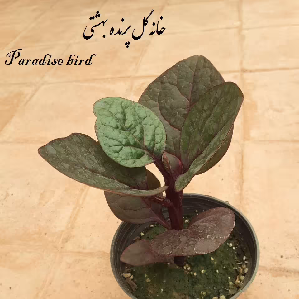 گل لوبیای سحر آمیز ، رونده ، با رشد بسیار سریع