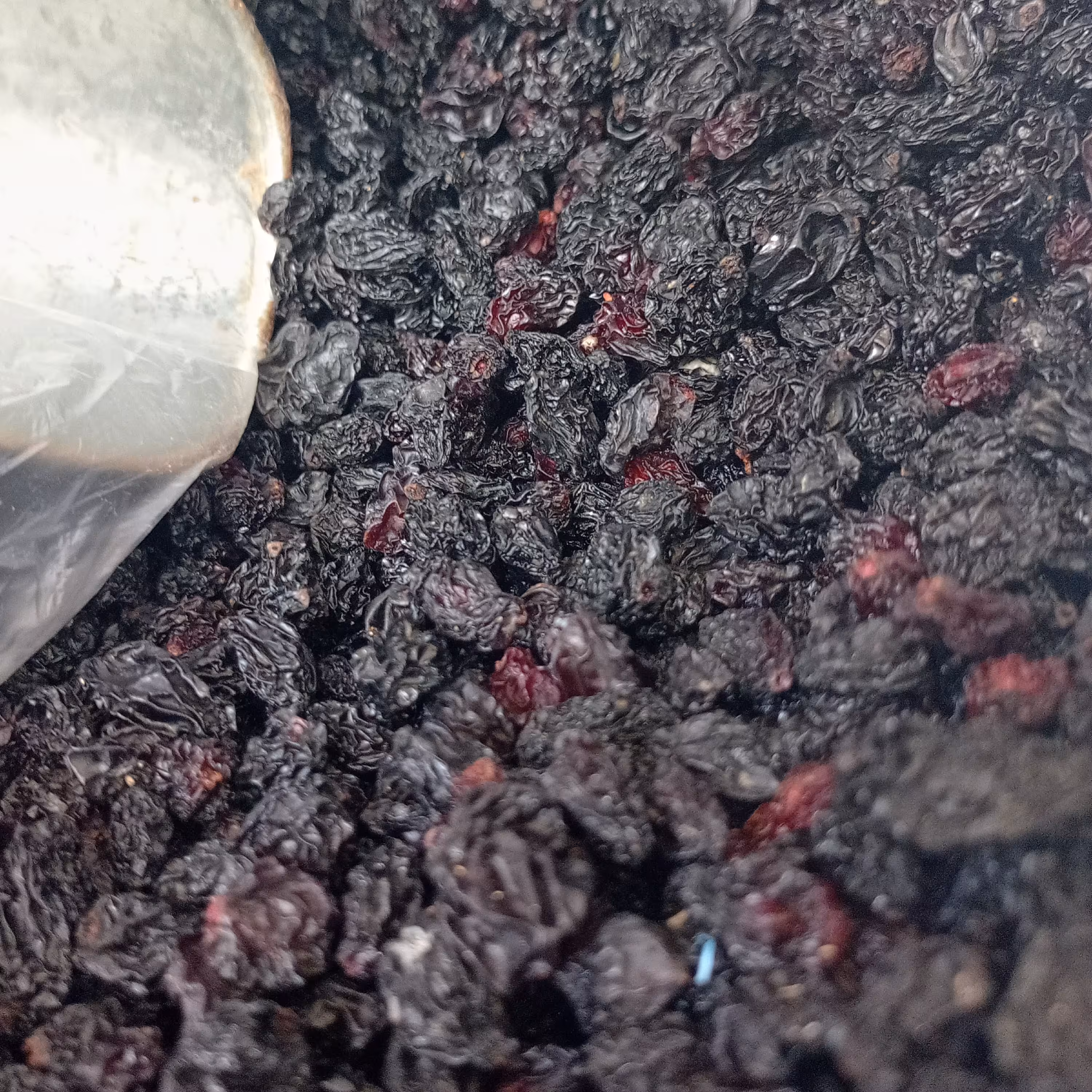 مویز سیاه سردشت