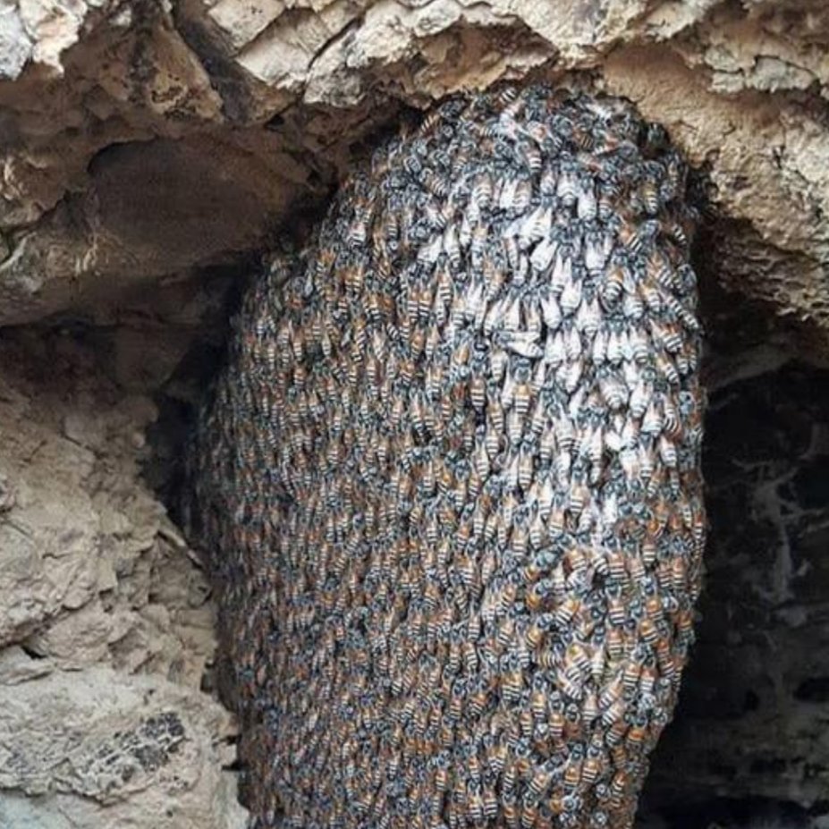عسل صدرصد طبیعی وخالص کوهی بشاگرد