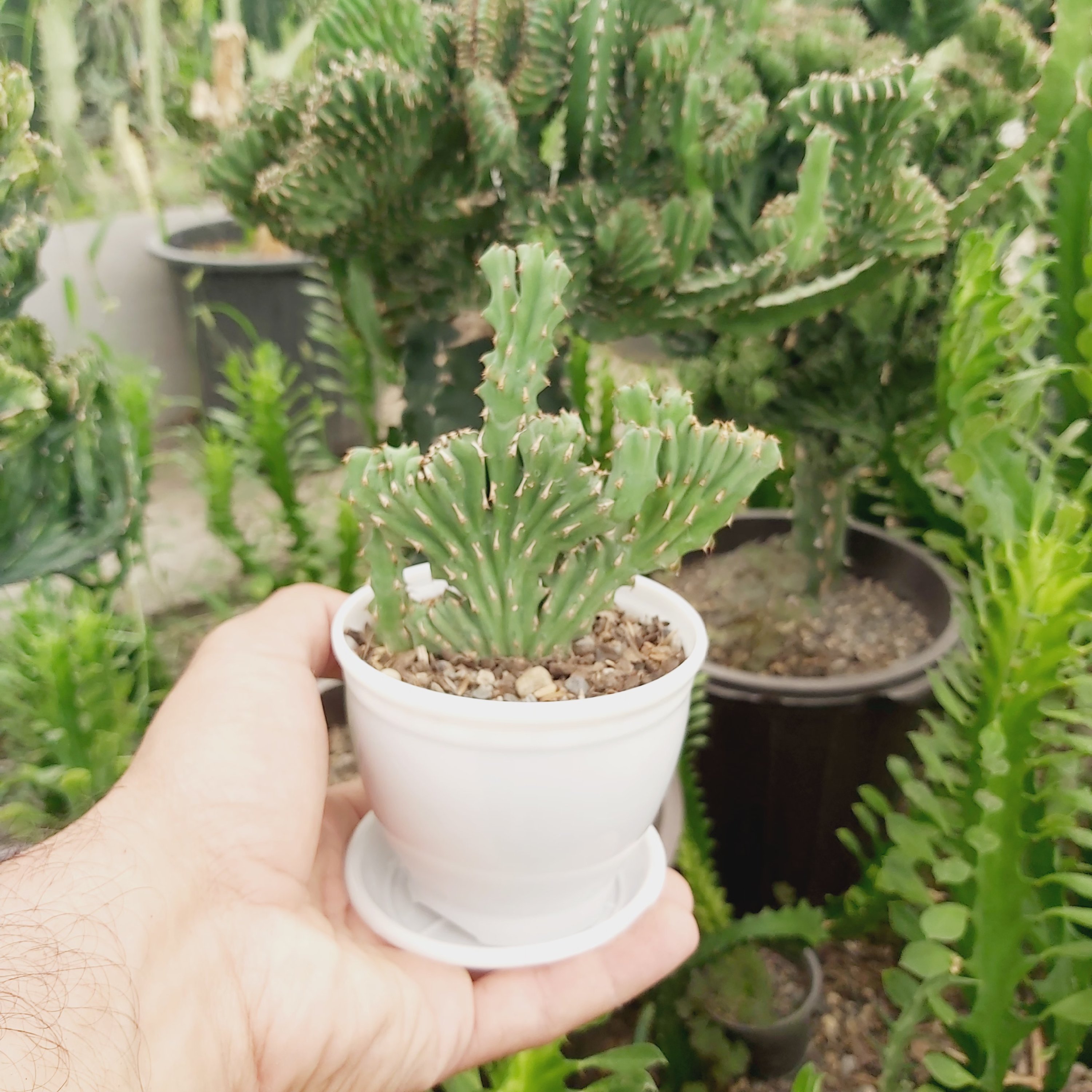 کاکتوس افوربیا دفورمه با گلدان سفید و زیر گلدانی(مستقیم از تولید کننده خرید بفرمائید)