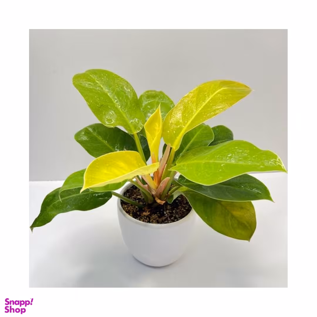 گلدان فیلودندرون طلایی