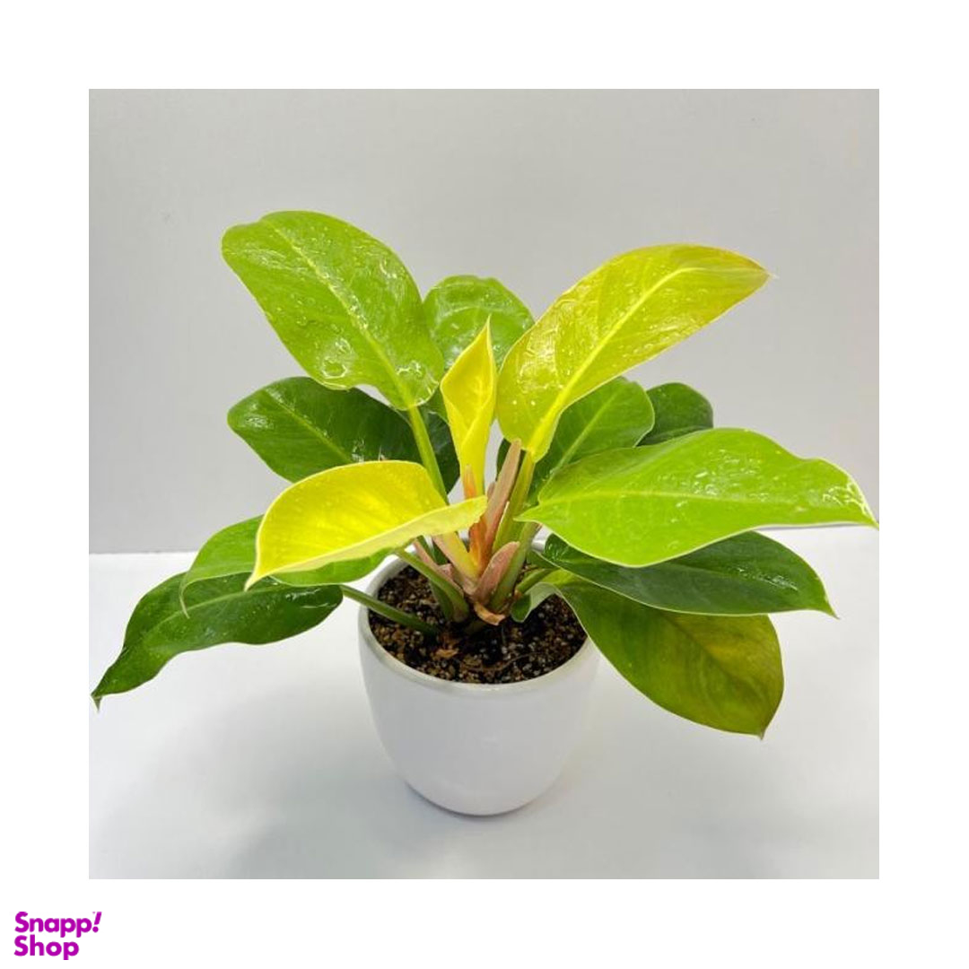 گلدان فیلودندرون طلایی