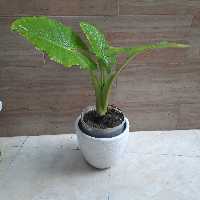 بابا آدم سطل نیمه زباله سایز متوسط