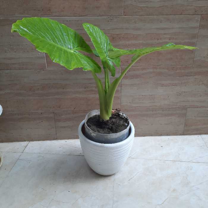 بابا آدم سطل نیمه زباله سایز متوسط