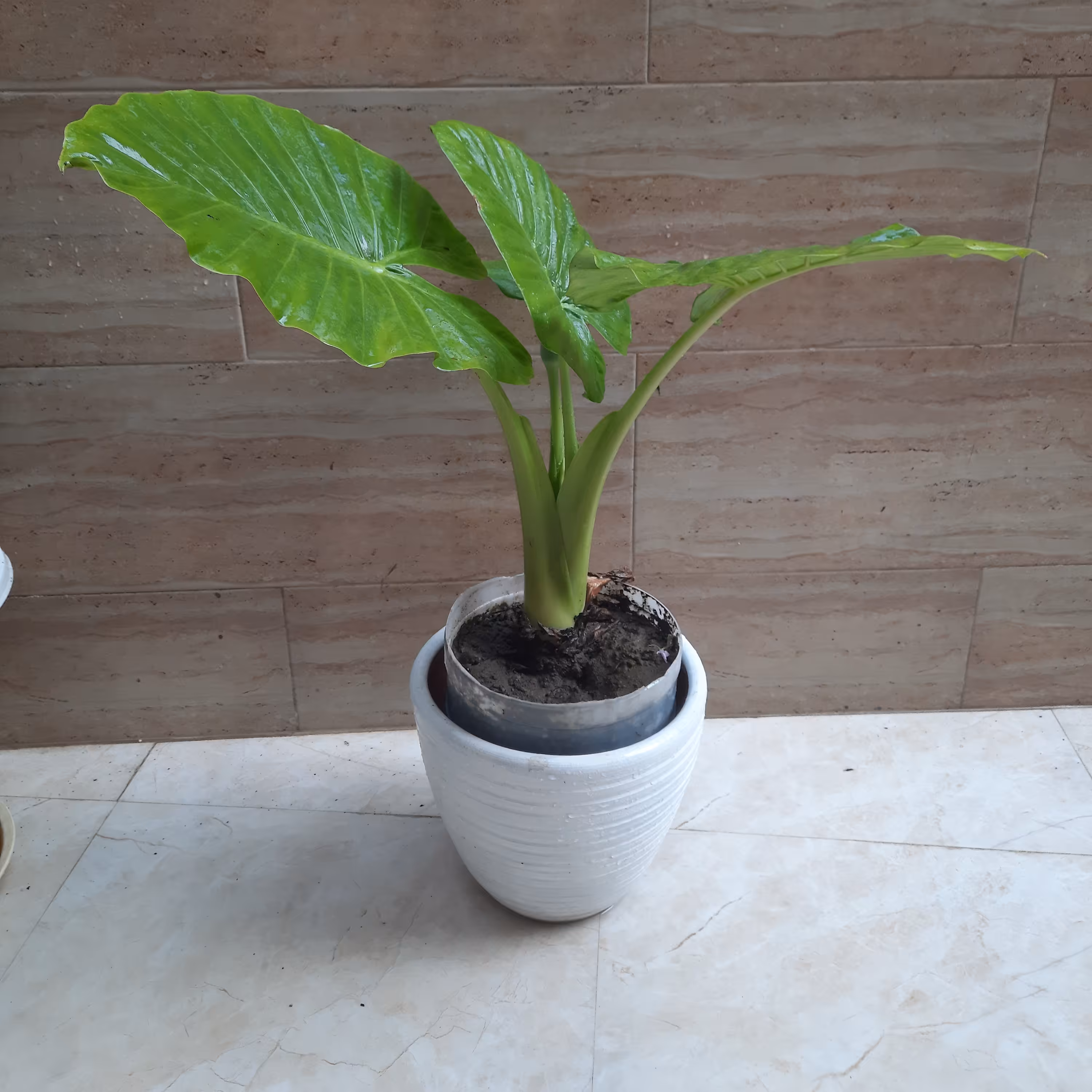 بابا آدم سطل نیمه زباله سایز متوسط