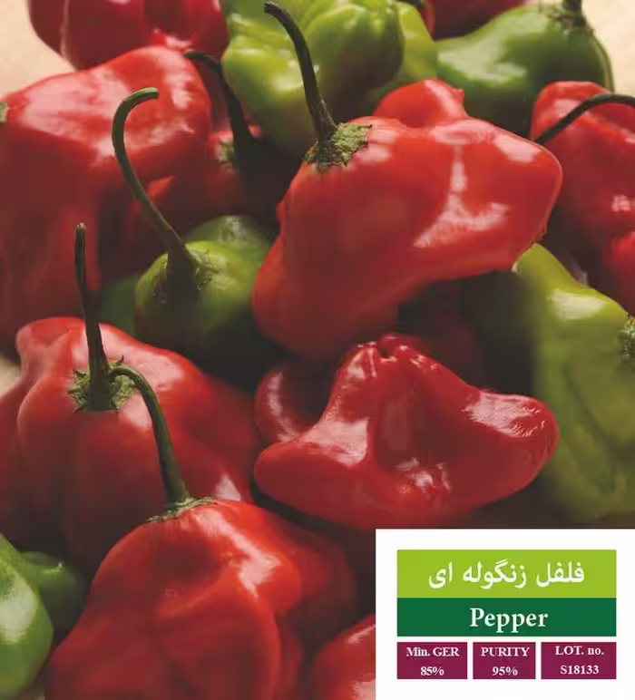 بذر فلفل زنگوله ای - بذر طلایی رویان