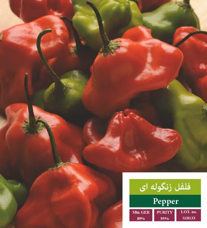 بذر فلفل زنگوله ای - بذر طلایی رویان