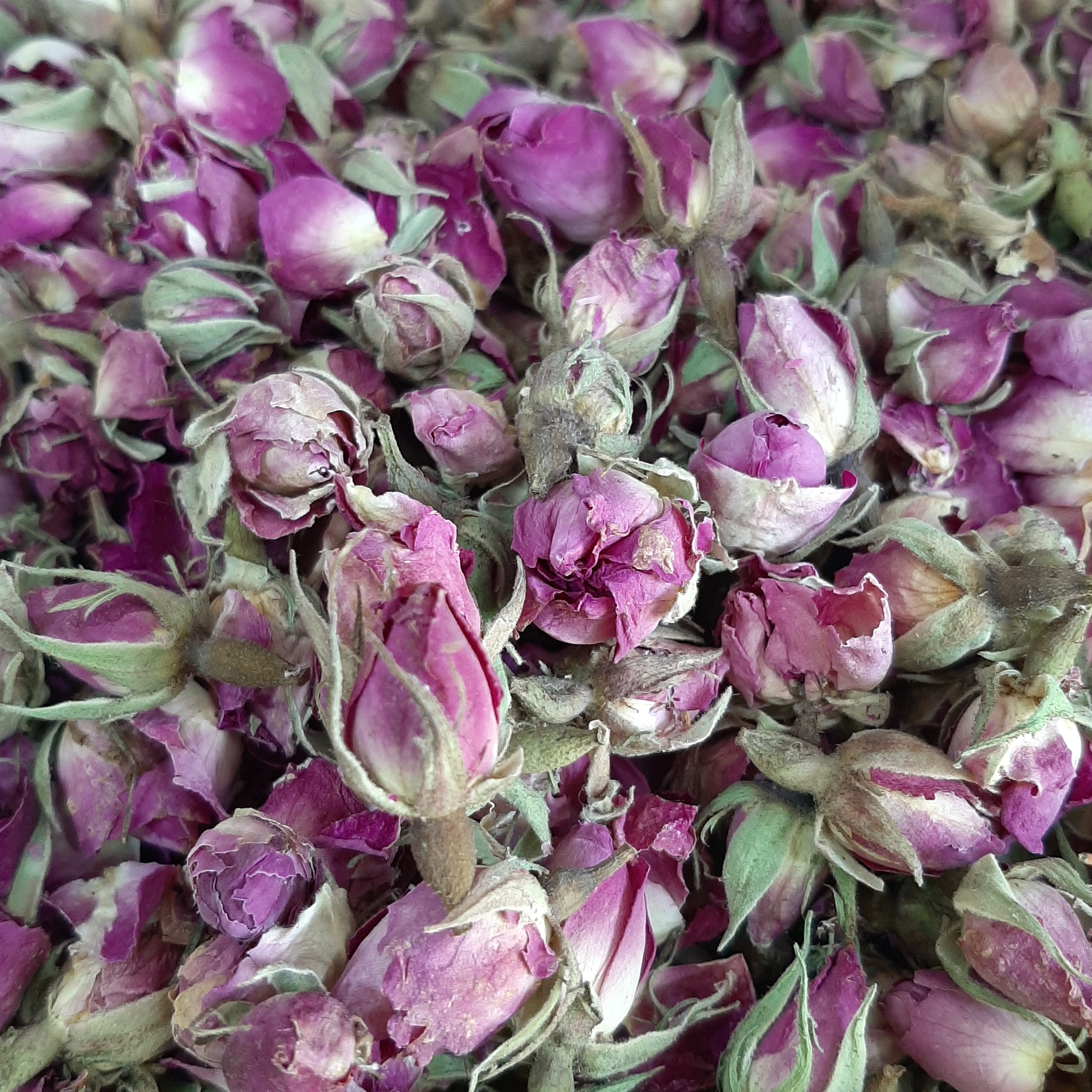 غنچه گل محمدی 50 گرمی ممتاز