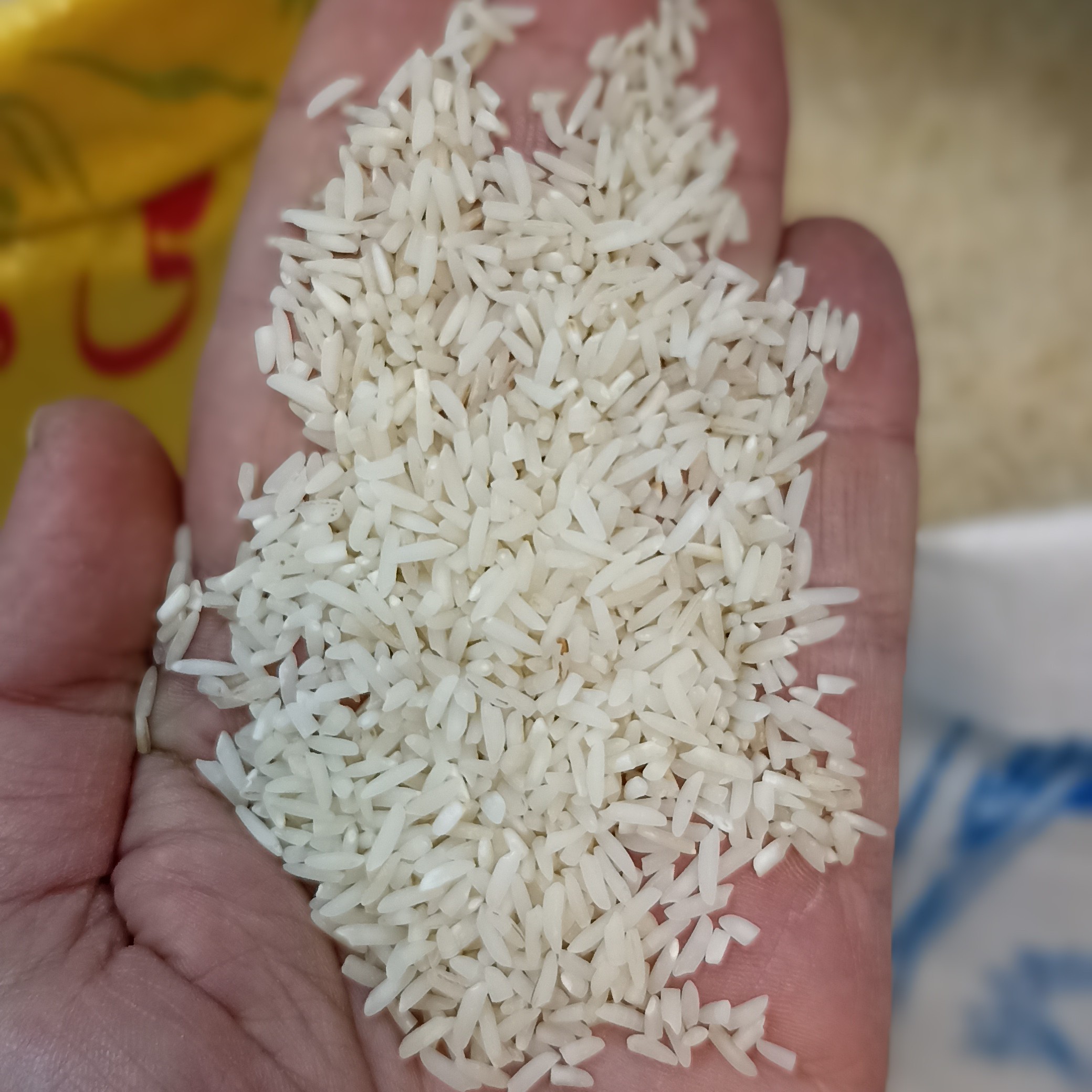 سرلاشه کشت دوم فریدونکنار