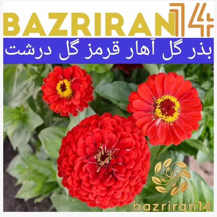 بذر گل آهار قرمز