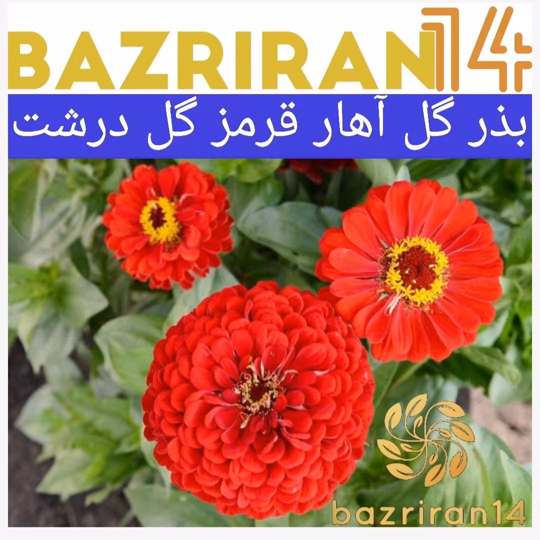بذر گل آهار قرمز