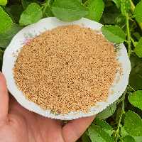 کنجد ممتاز ایرانی(محلی جنوب)