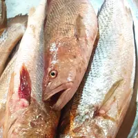ماهی شوریده                شوریده هندیجان یکی از بهترین و لذیذترین ماهی جنوب است این ماهی بدون تیغ و گوشت سفید 
