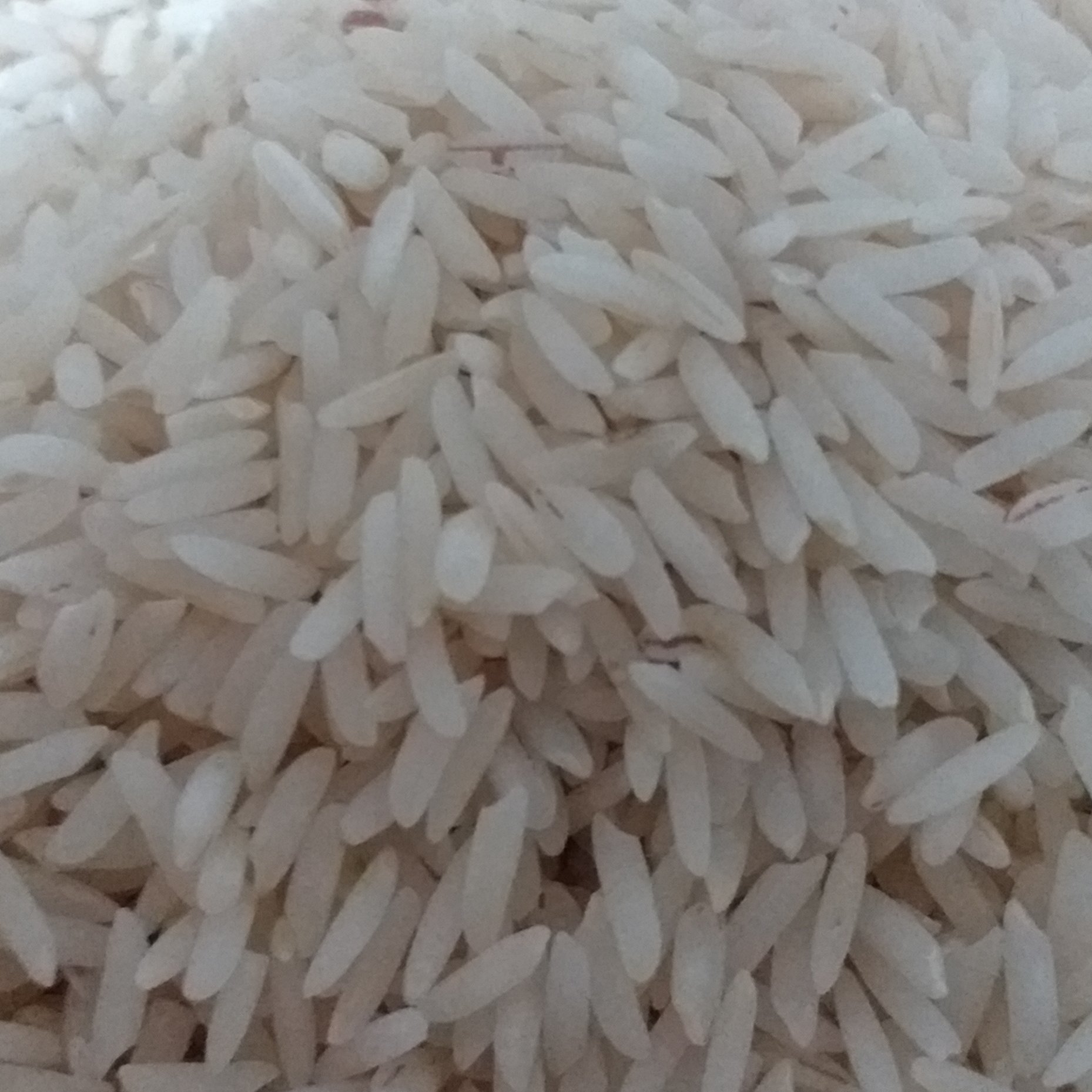 برنج طارم هاشمی اعلا 10 کیلویی امساله لنگرود 1401