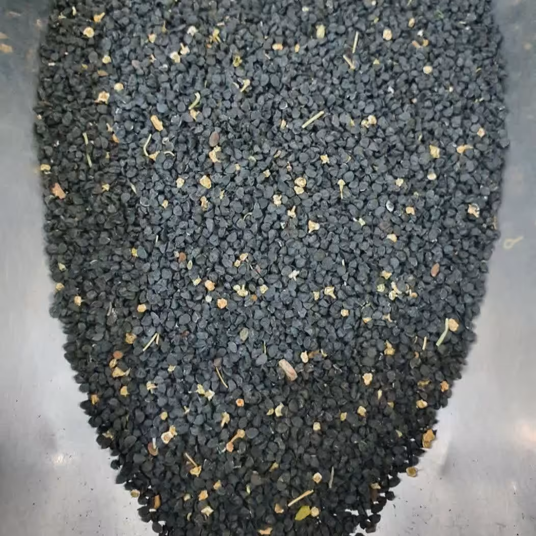 تخم پیاز 50 گرم. بذر پیاز 