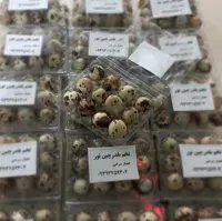 تخم بلدرچین بسته 12تایی