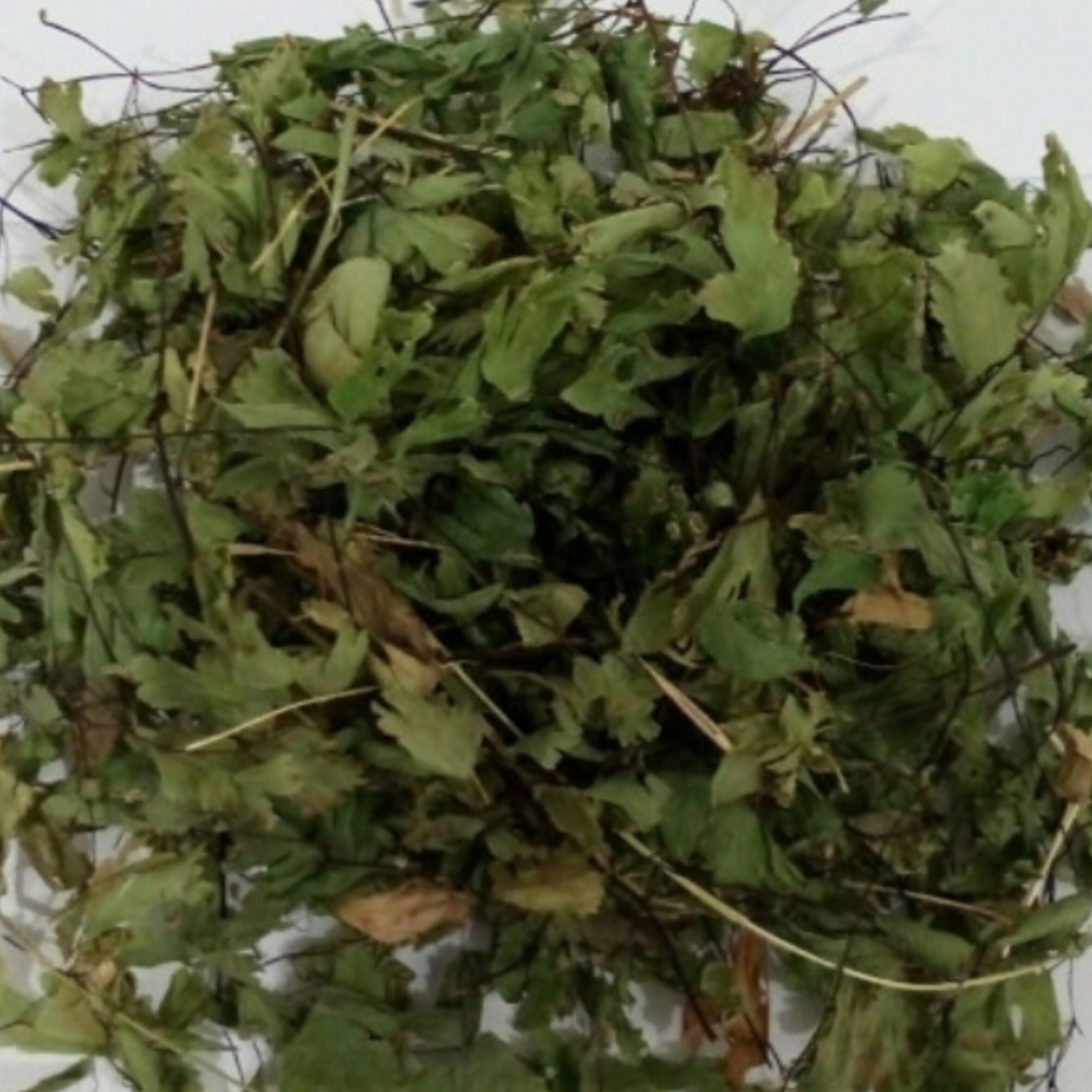 پر سیاوش