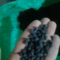 نخود سیاه ارگانیک ارسال رایگان