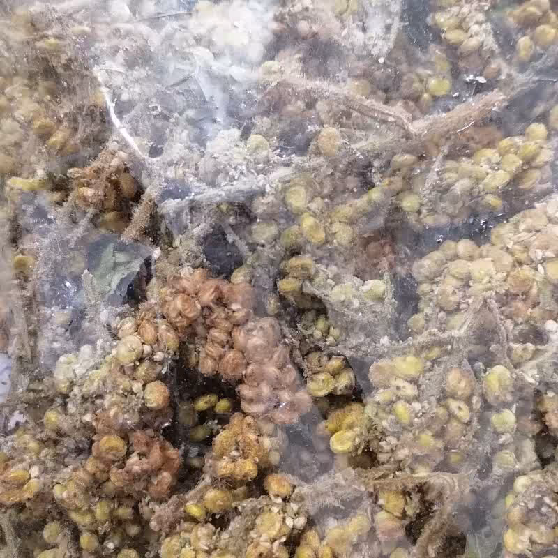 سماق خوشه  ای و کوهی