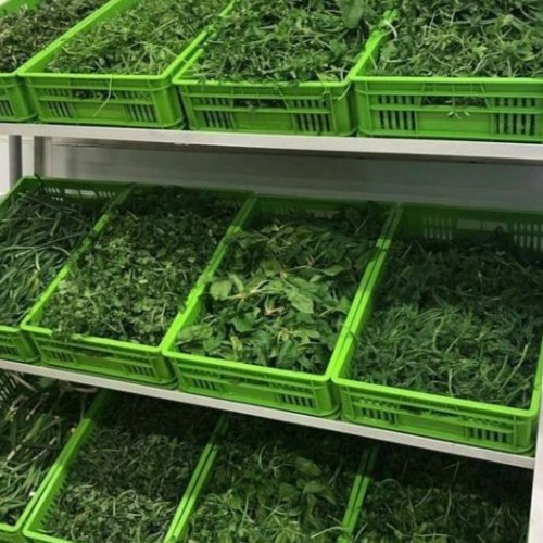 سبزی کوکویی پاک نشده