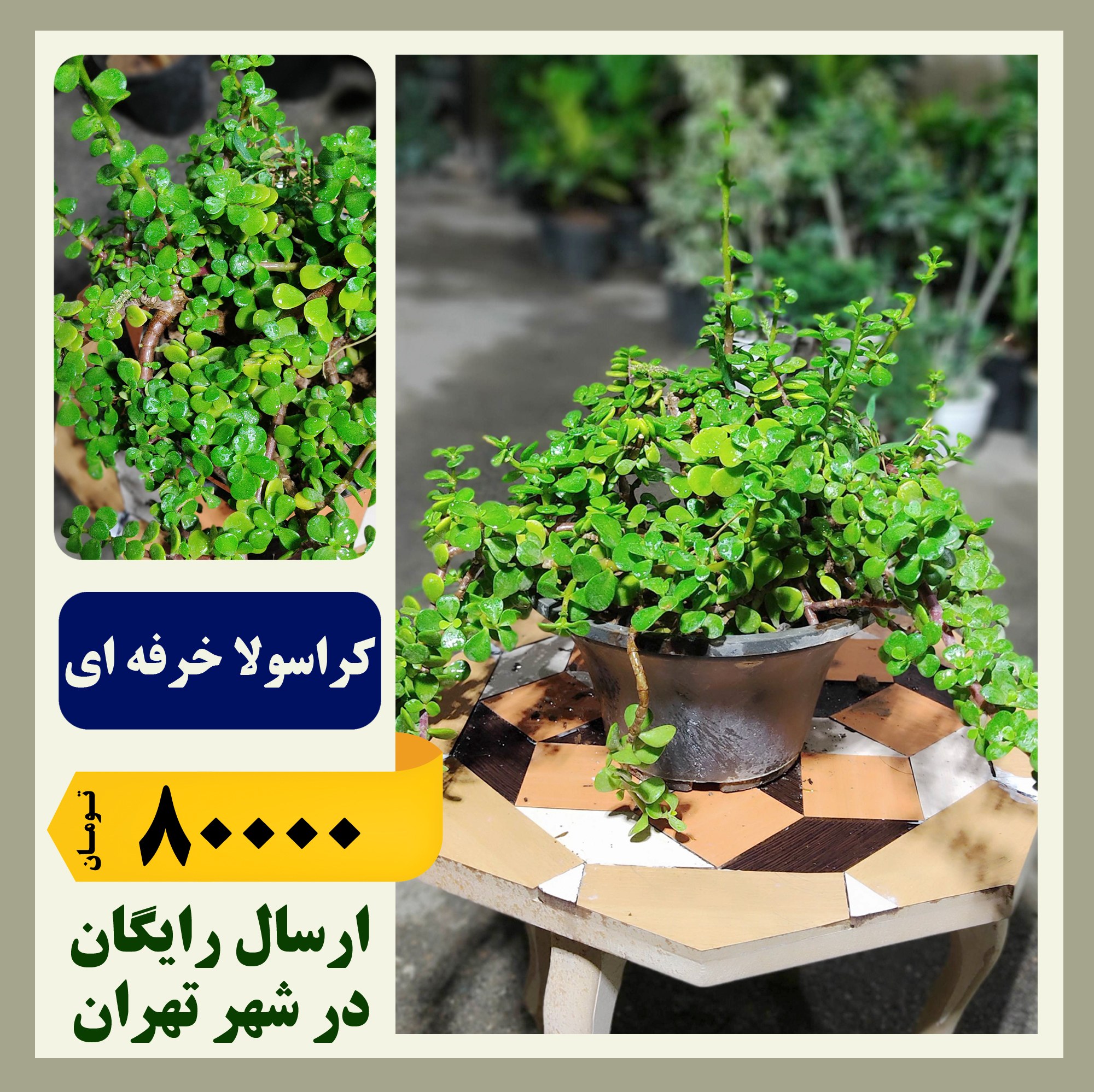 کراسولا خرفه ای
