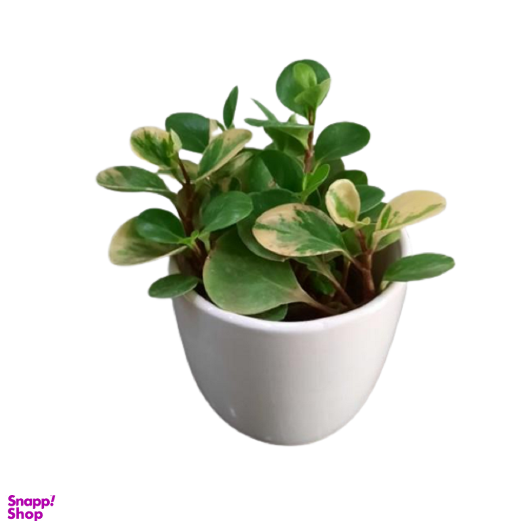 گلدان قاشقی ارتفاع 25 سانتی متر