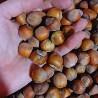 فندوق درشت 5 کیلویی 