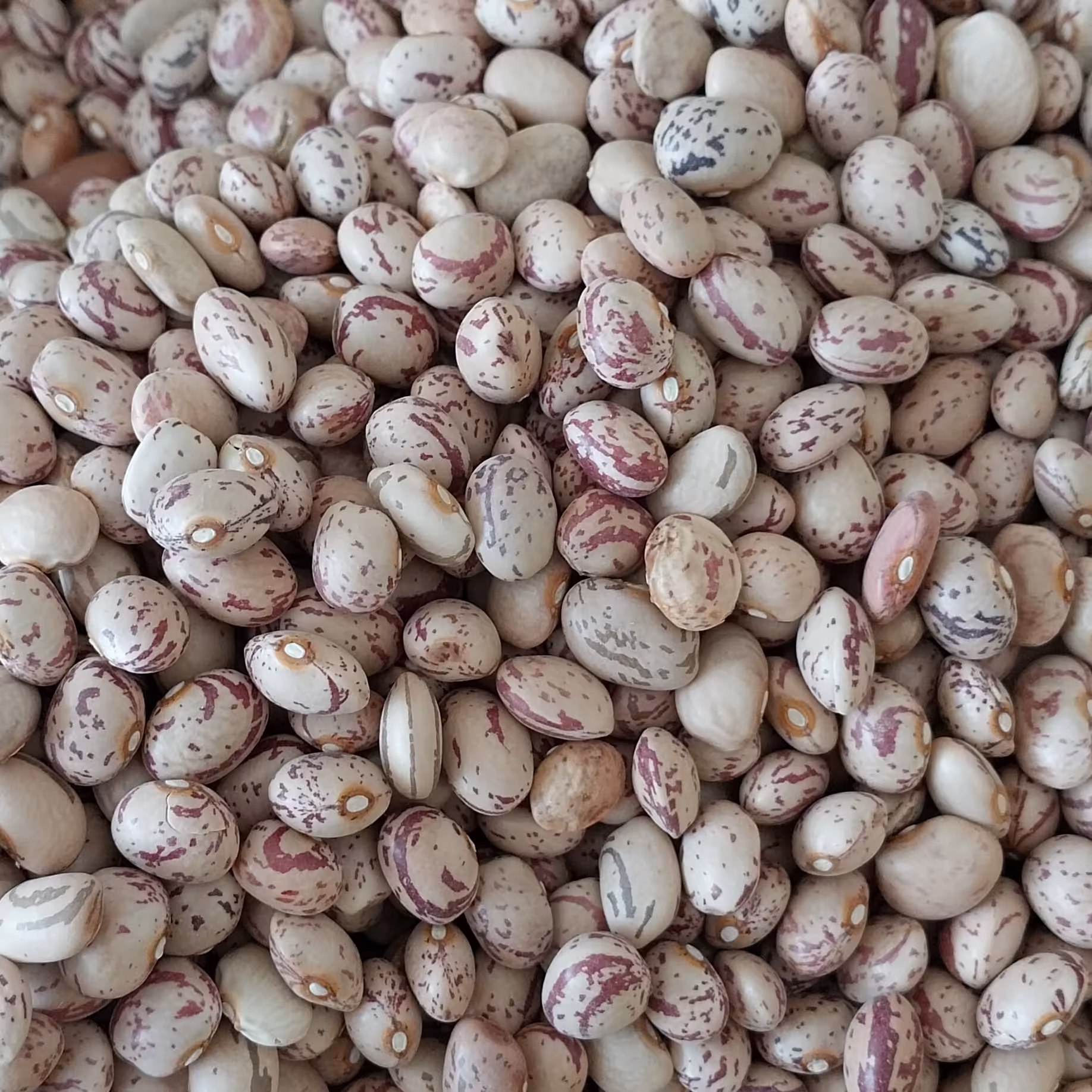 لوبیا چیتی تخم مرغی  یکی از بهترین نوع لوبیا چیتی ها