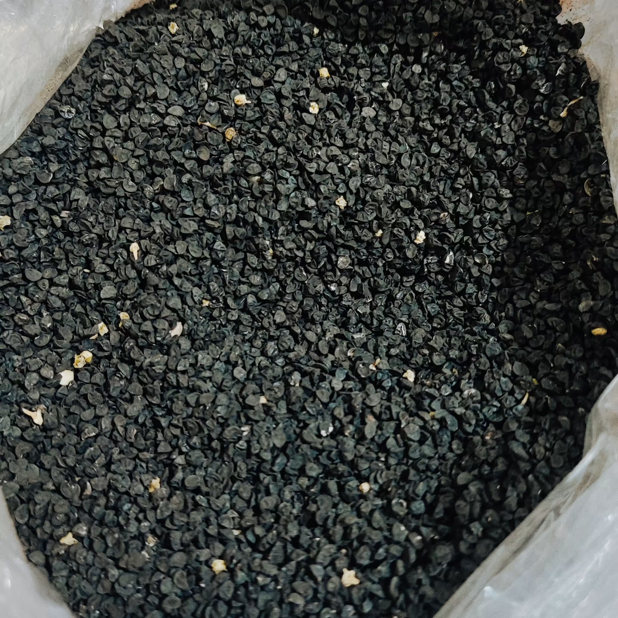 بذر پیاز ( 75 گرمی )