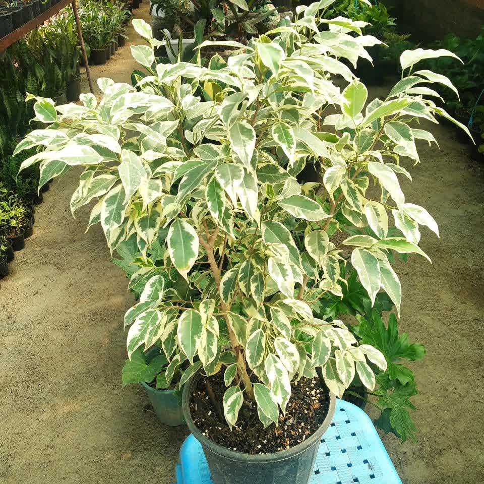 گل بنجامین ابلق(پس کرایه)