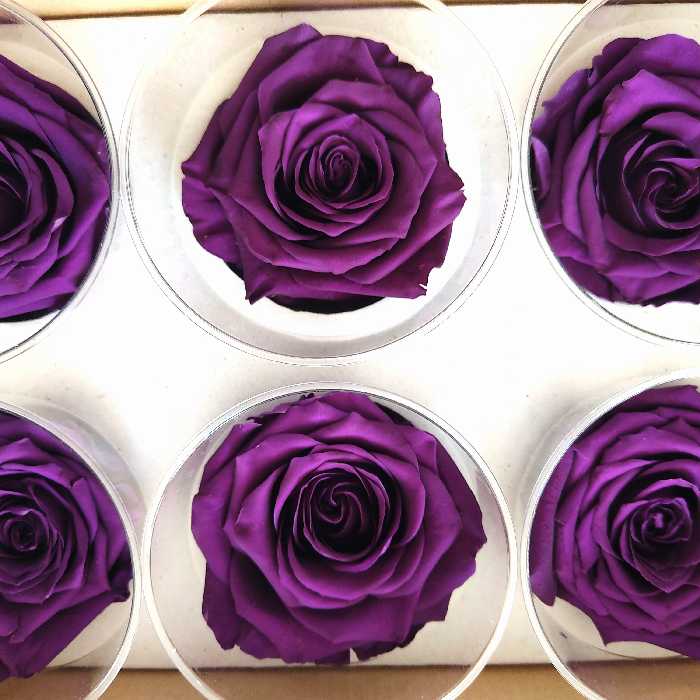 پک شش تایی رز جاودان با ماندگاری بالا  و تنوع رنگ 