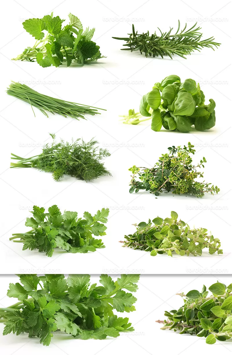عکس سبزیجات معطر | گرافیک با طعم تربچه