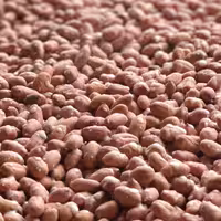 بادام زمینی  امسالی آستانه ممتازودرشت یک کیلویی 