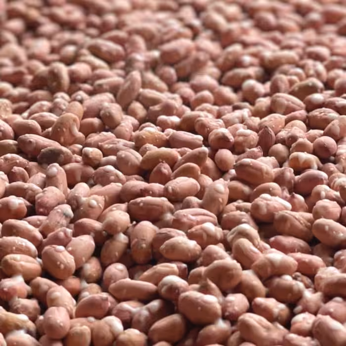 بادام زمینی  امسالی آستانه ممتازودرشت یک کیلویی 