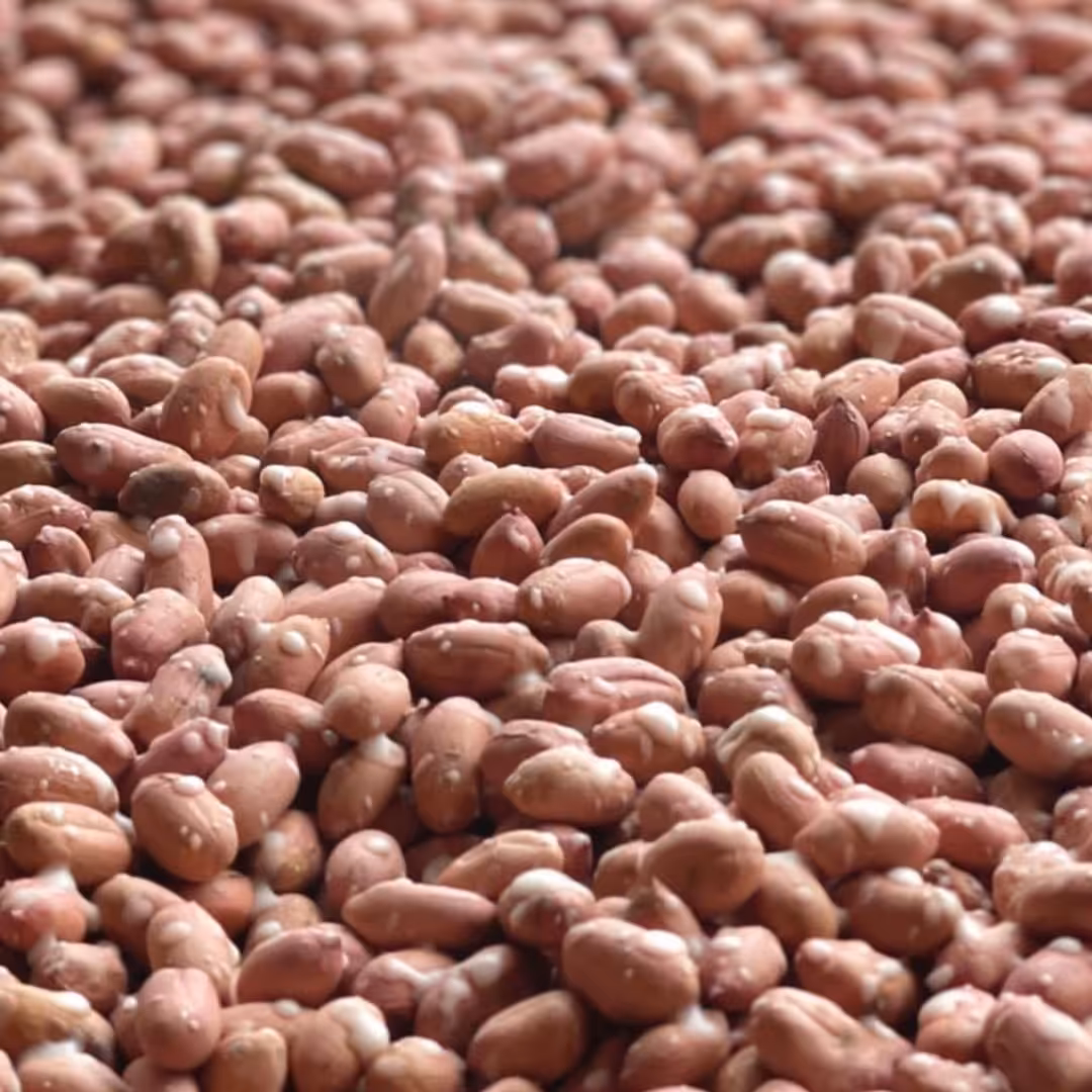 بادام زمینی  امسالی آستانه ممتازودرشت یک کیلویی 