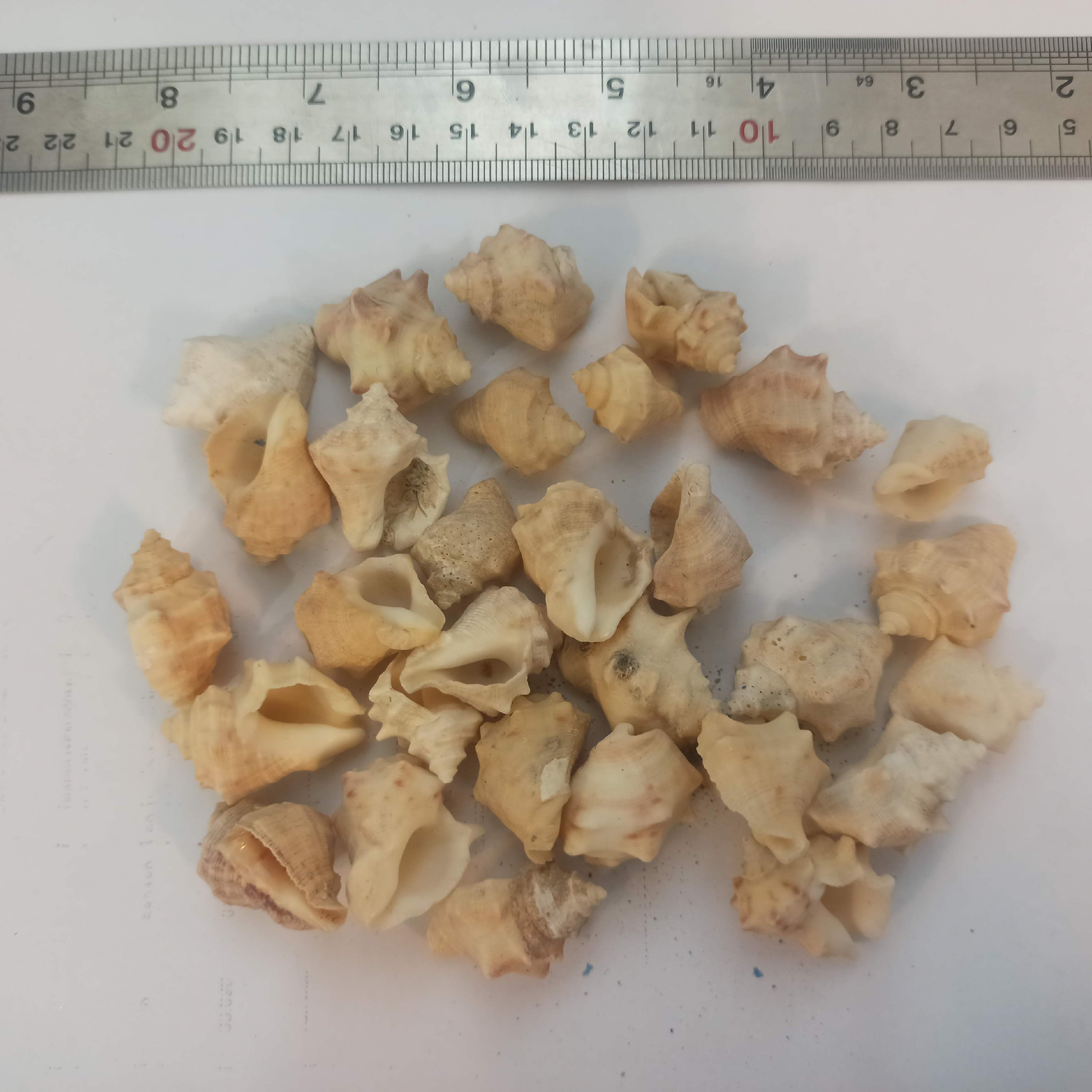 صدف بسته بندی کد 8 سایز کوچک 30 عددی