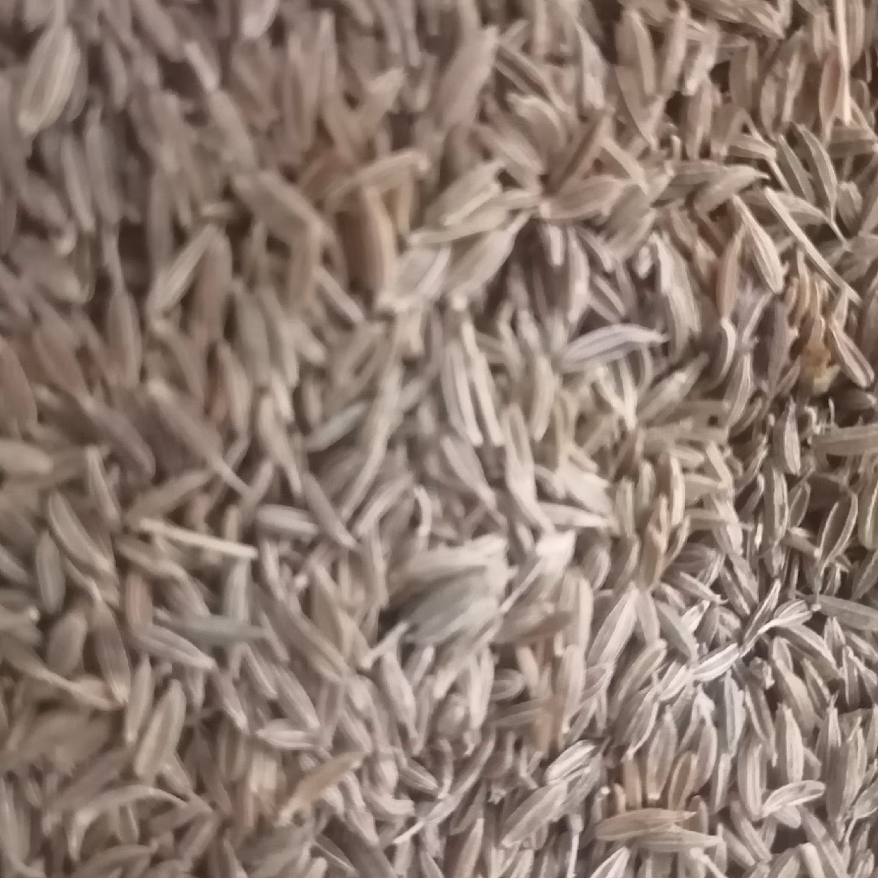 زیره سبز صدگرمی شادین